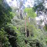 jungle forest