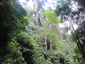 jungle forest