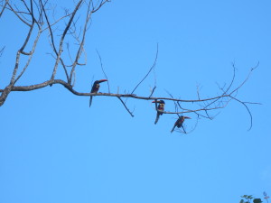 3 toucans - 3