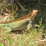 typical iguana