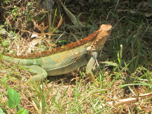 typical iguana
