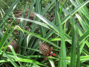 Some of our growing pineapples!
