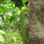 tropical lizard