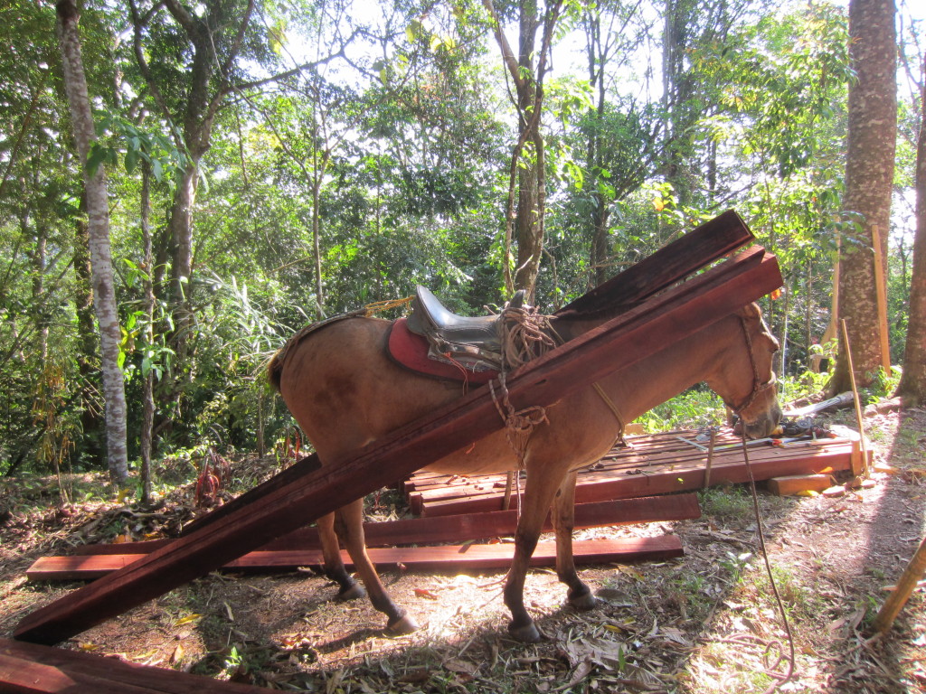 sustainable horse powered forestry costa rica