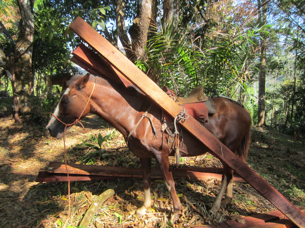 horse powered sustainable forestry costa rica