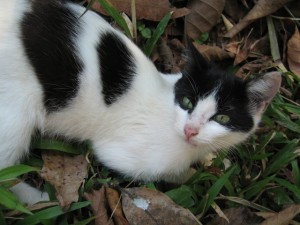 Blanca - the farm's cat