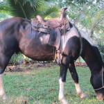 natural horsemanship costa rica