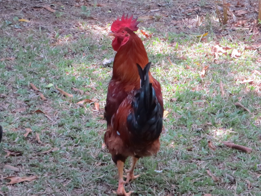 Our proud rooster