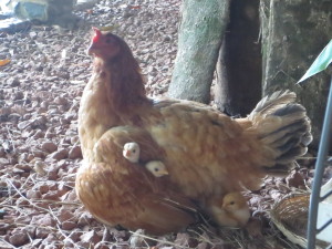Mama baby chickens.