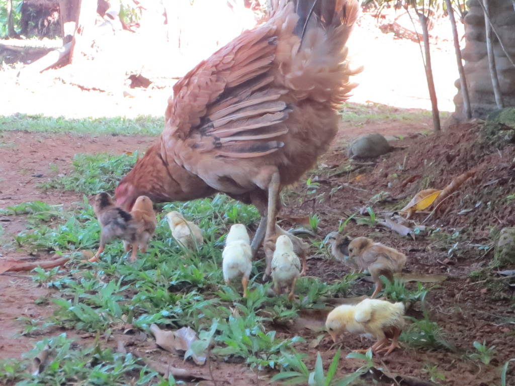 Mama baby chickens 2