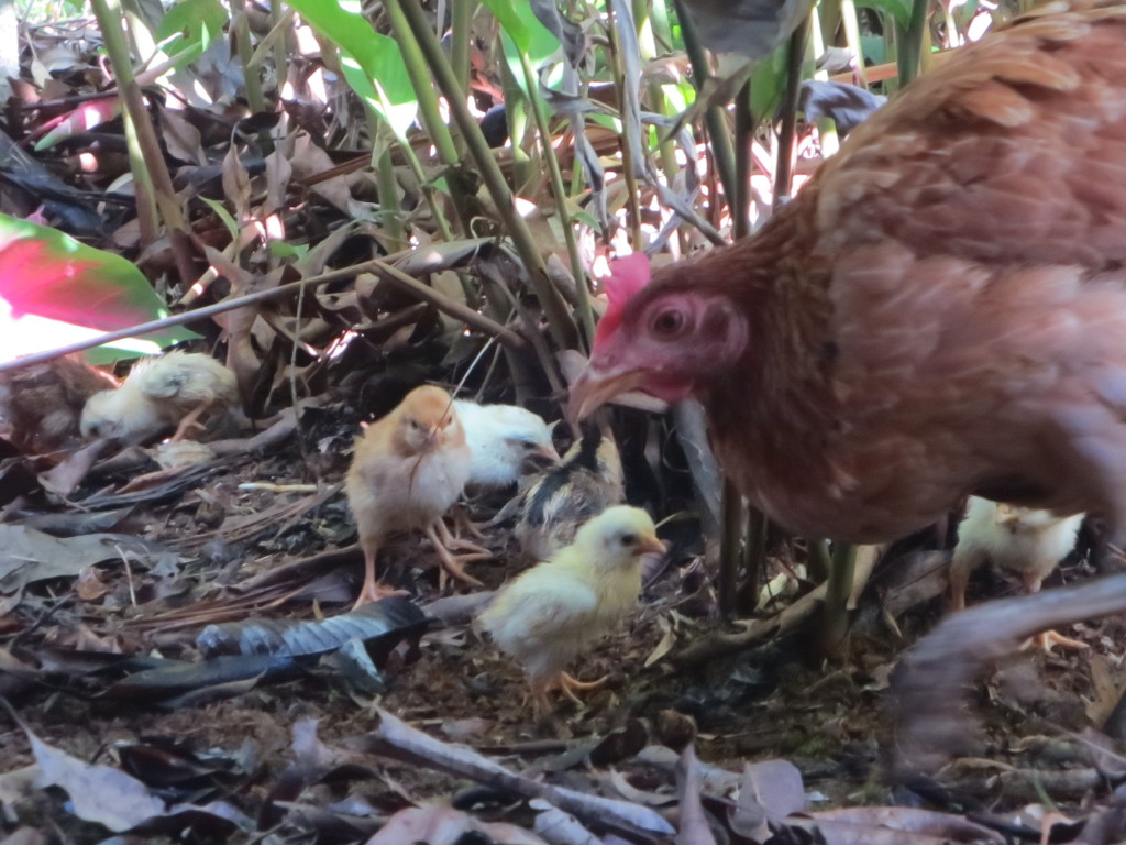 Mama baby chickens 3