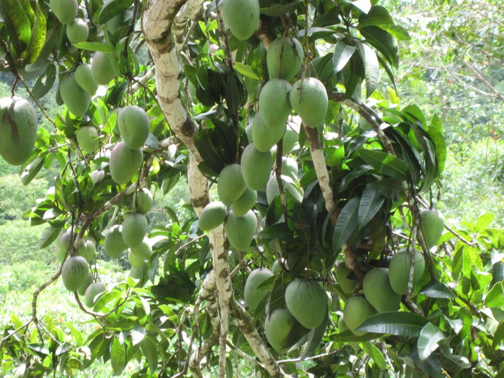 Mango Costa Rica