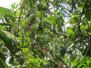 Lots of ripening Mangoes