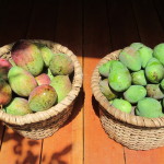 typical mango harvest