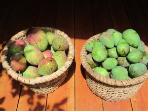 typical mango harvest