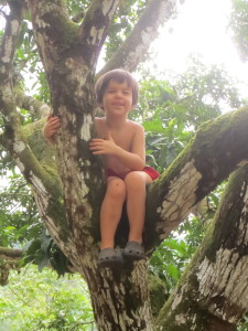 Ari on one of the Mango trees.