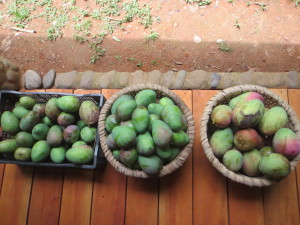 About 100 Mangoes picked in an hour.