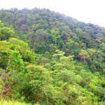 jungle views