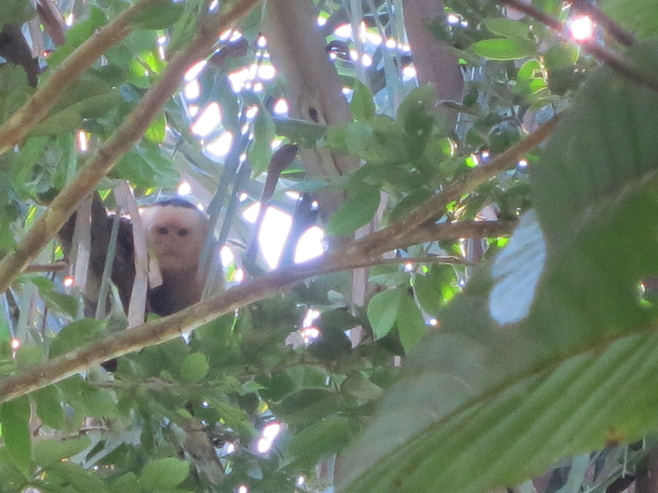 Monkeys Costa Rica