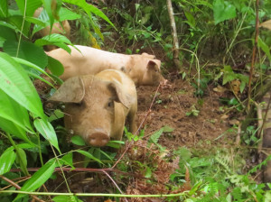 Pigs in the forest.