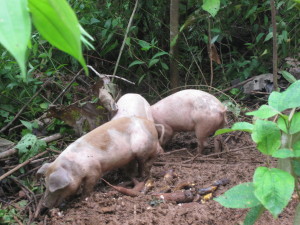 pigs costa rica