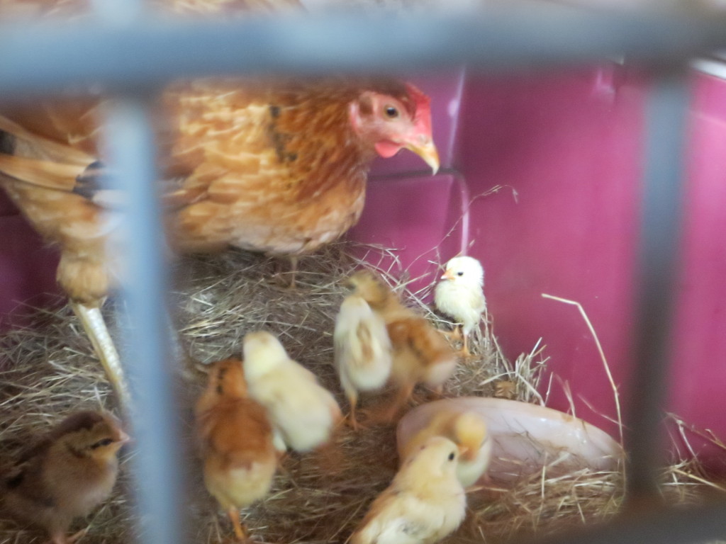 One of our best mama chickens with her babies