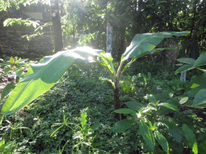 One out of about a hundred banana trees we recently planted.
