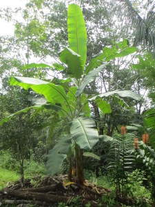 These banana trees should produce within 4 months or so.