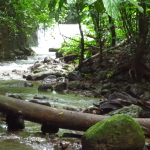 pristine river in the jungle