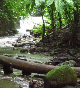 pristine river in the jungle