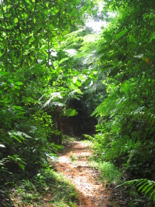 rainy season green season costa rica