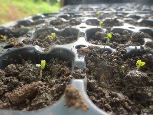 sprouting plants