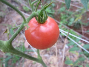 Ripe tomato!