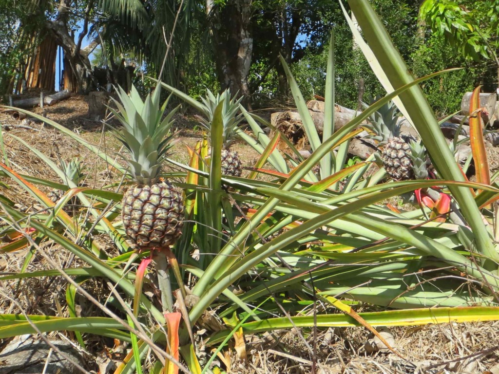 Organic pineapple costa rica