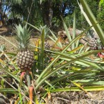 a growing pineapple