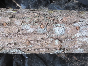Oak log inoculated with shiitake mushroom dowels.