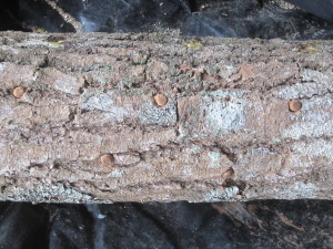 growing shiitake mushrooms
