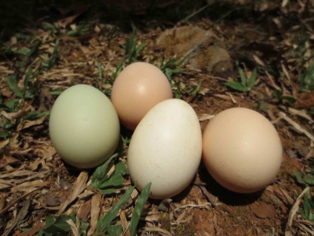 free ranged eggs costa rica