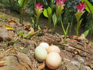 Eggs in the garden