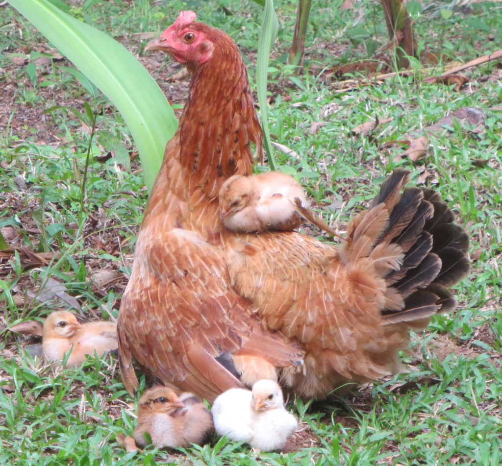 breeding chicken naturally 