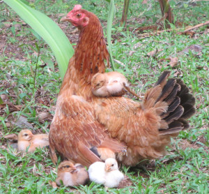 Super mama chicken with her babies