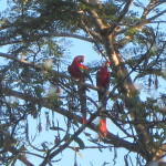 scarlet macaws again