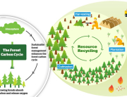 sustainable forestry cycle
