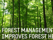 sustainable forestry