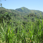 top of sugar cane field