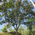 one of the sweet mangoe trees