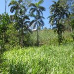 cane field and peibayes palm trees
